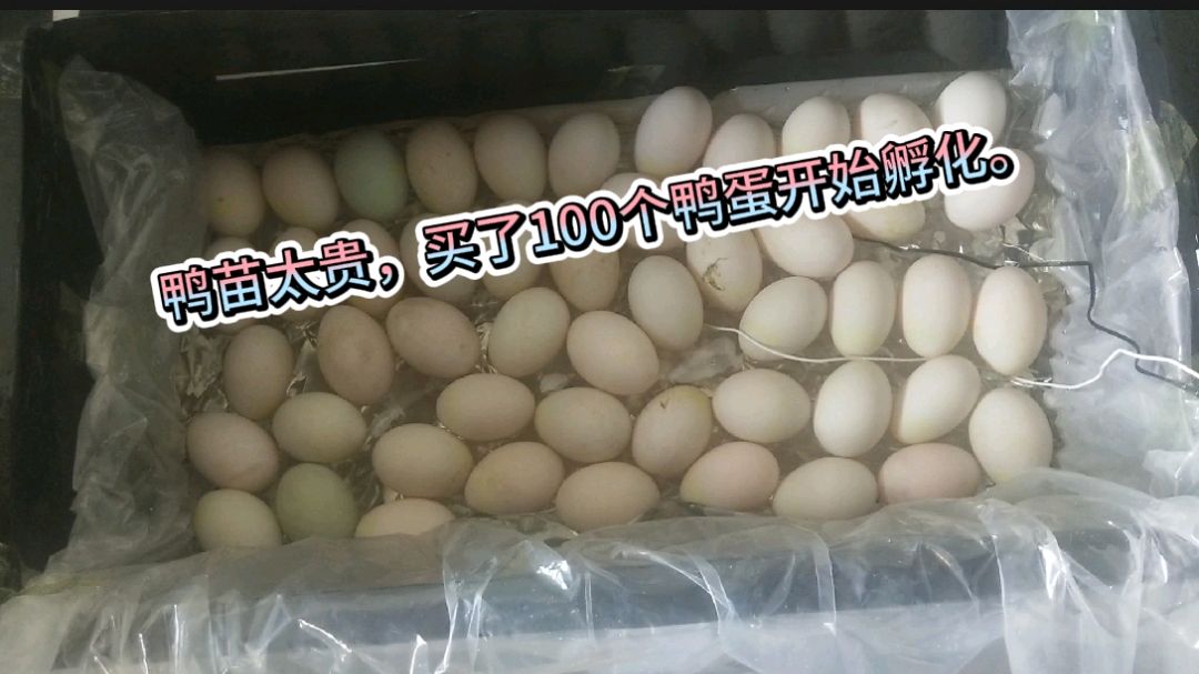 鸭苗太贵,买了100个鸭蛋开始孵化