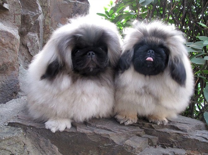 北京犬综合了帝王的威严,对熟人友好,对陌生人则置之不理