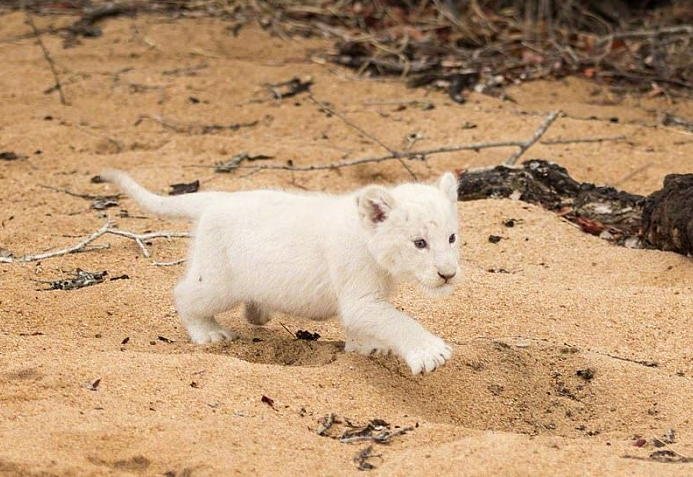 网友分享了一组白狮宝宝的照片,变异狮子难得一见,很可爱了