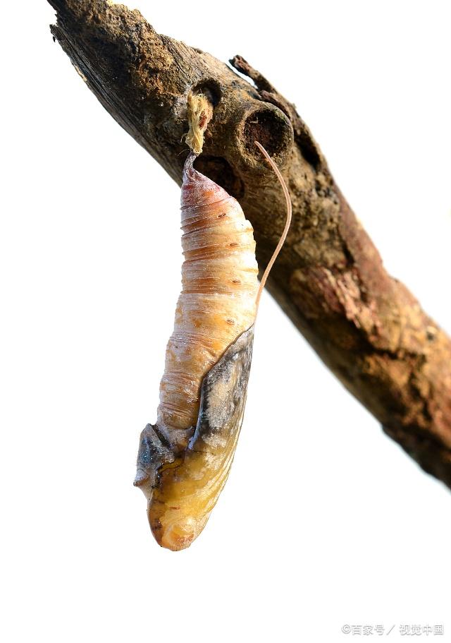 芳香木蠹蛾蛹图片