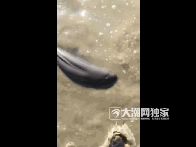 一村民门前河里发现奇怪动物!专家一看,不得了