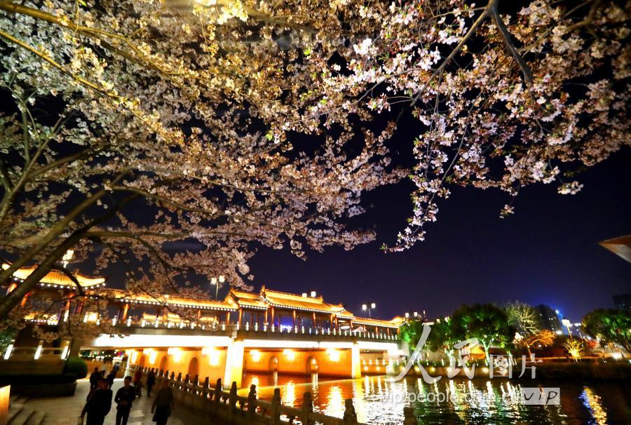 4月1日晚,爛漫櫻花與蘇州市人民橋廊橋的璀璨燈光相映成趣.