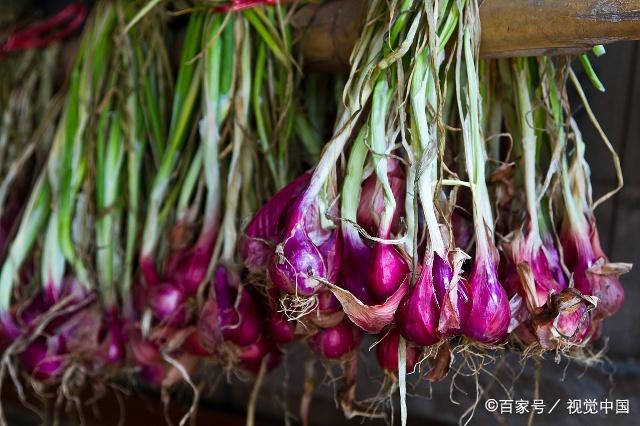 有些植株能生长3层花茎,发生3层小葱株,故称楼葱.