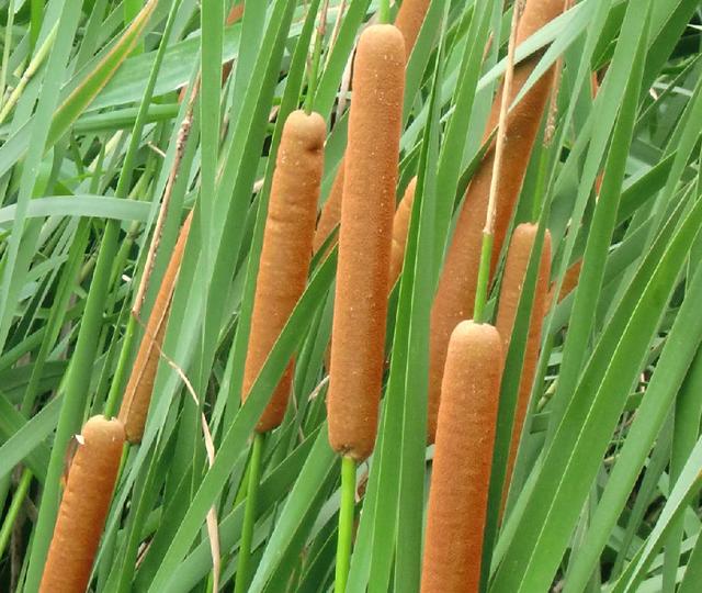 人称"毛蜡",我们小时候常用它止血,殊不知,它浑身都是宝