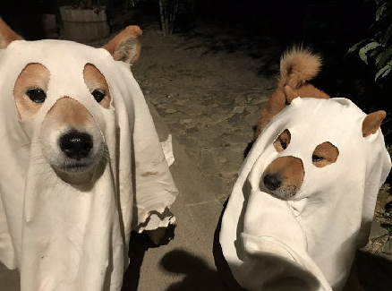 万圣节那天,铲屎官给狗子准备的精致的幽灵装扮.