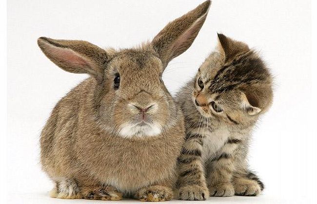那些与猫长得一样的兔子,可爱至极!
