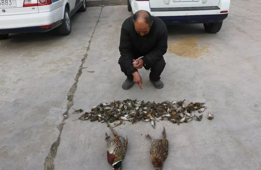 麻雀121只,山雞2只,斑鳩1只……臨沂有人非法捕售野生動物被刑拘