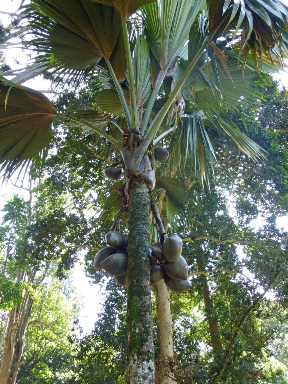 另外,海椰子果实的味道和口感也证明它是水果中不可多得的极品