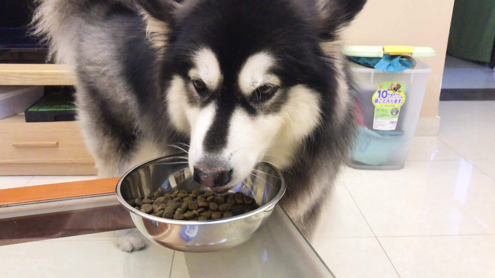 狗狗吃饭高清图片