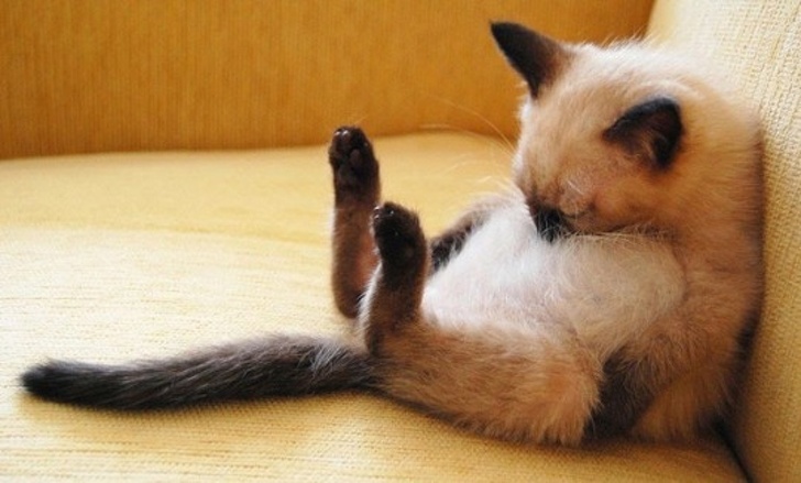 猫咪们不同凡响的睡眠姿势,太萌了!