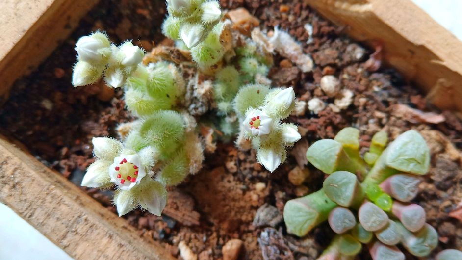 多肉信东尼开出漂亮小花朵,言言做出这种决定,大家怎么看