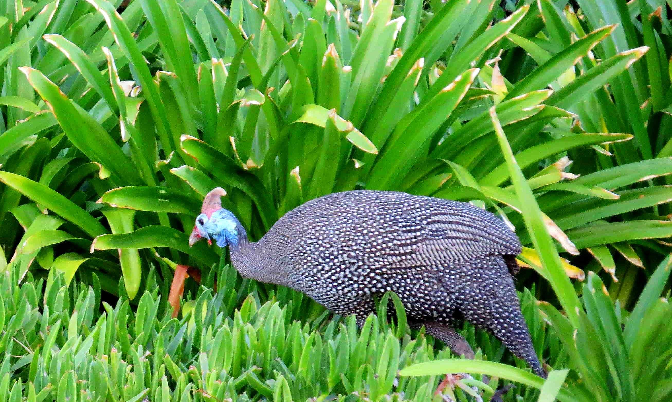 珍珠鸡饲养知识,养殖珍珠鸡时的场地选择,及育雏期饲养管理要点