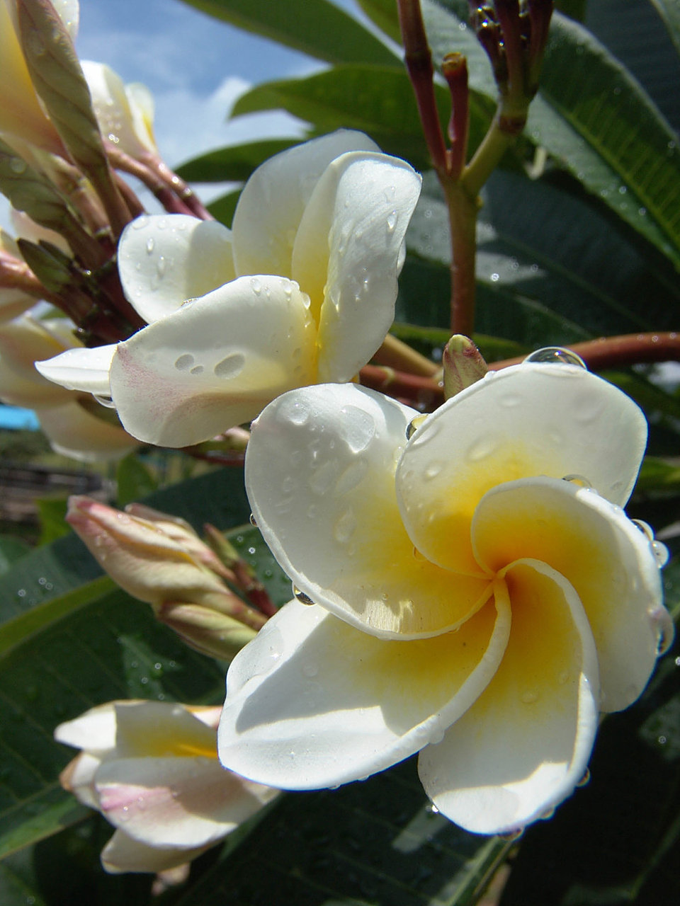 是夹竹桃科鸡蛋花属的植物.