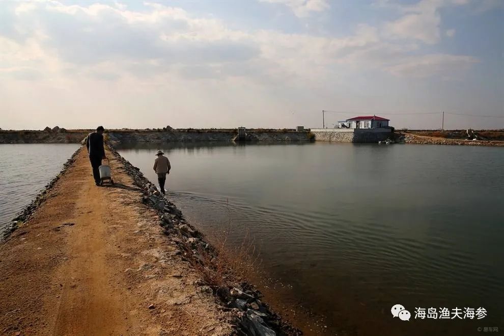 4.北方大连深海野生底播