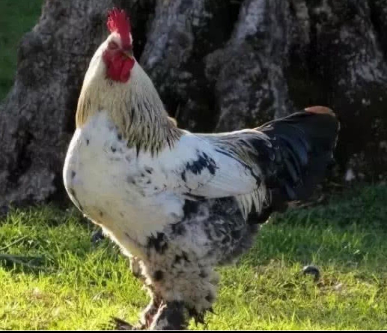 婆罗门鸡是目前世界上最大的一种观赏鸡