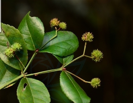 植物知识科普,小编带你了解棘刺卫矛