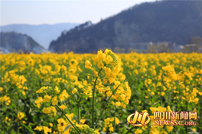 泸州双沙菜花图片