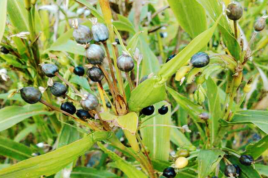 在广西梧州乡下,我们把它叫作"老鸦珠",这种草很少见了