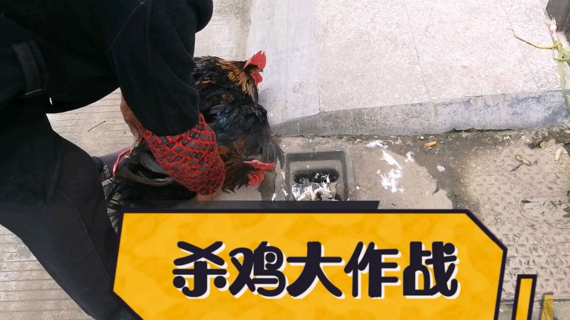 看了很多杀鸡视频,我就服这一个,干净利落,关键还是女杀手