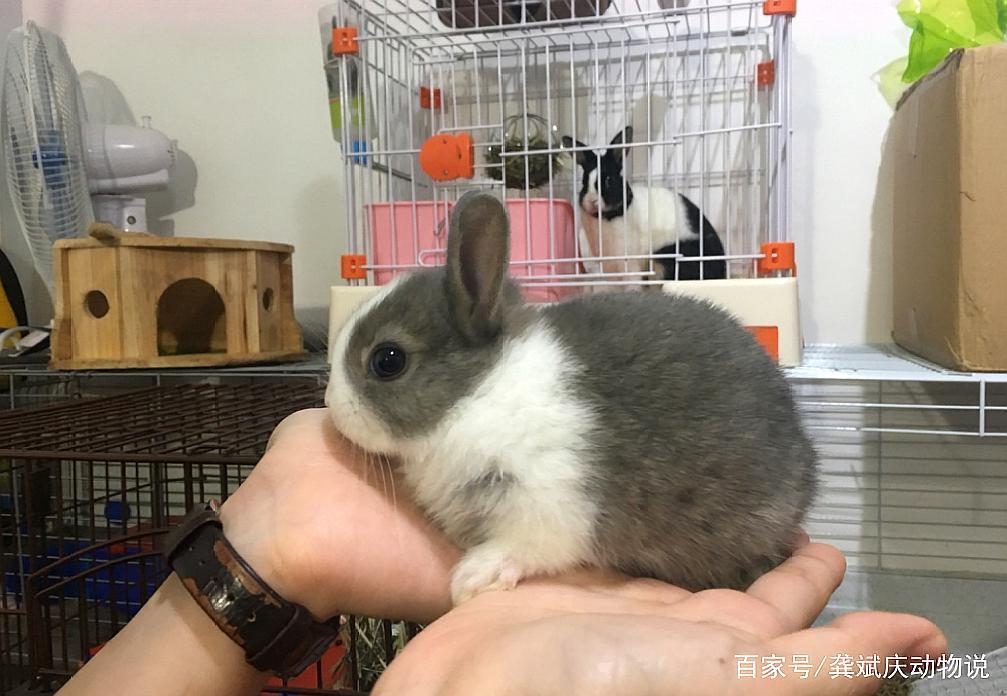 荷兰侏儒兔性情温和友善,比一般大型的兔子精力旺盛,适合家养