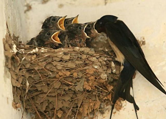 为什么燕子喜欢把巢建在人类的屋檐底下?看完之后恍然大悟