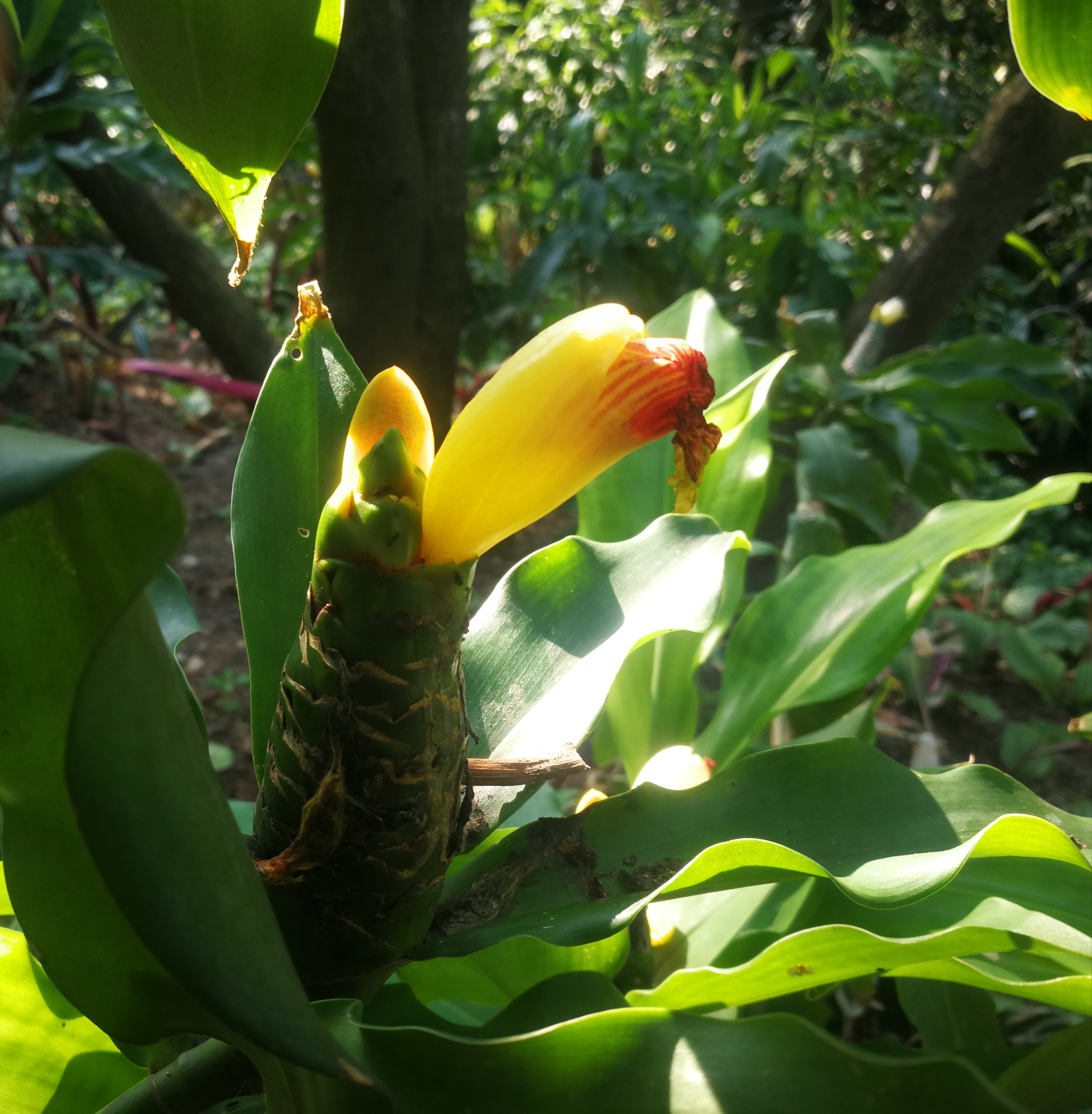 花儿像麦穗又像松果的红闭鞘姜,海南民间的家常小吃雷公笋