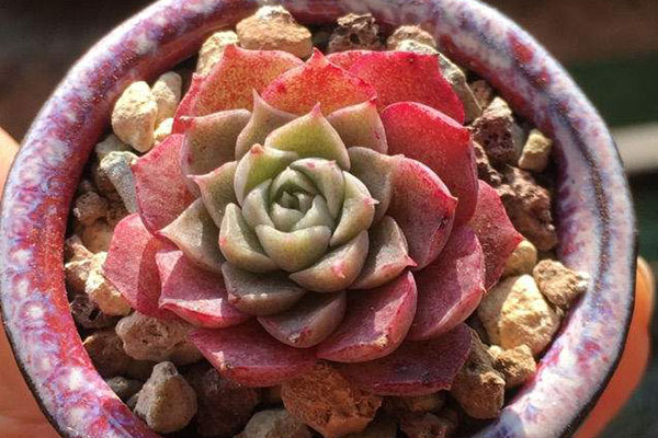 多肉仙桃怎么养?多光照控制水,温差大了状态好!