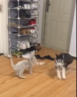 狗子吃我一计无影喵拳,觉悟吧,前天我就说过了,待我神功大成后你就惨