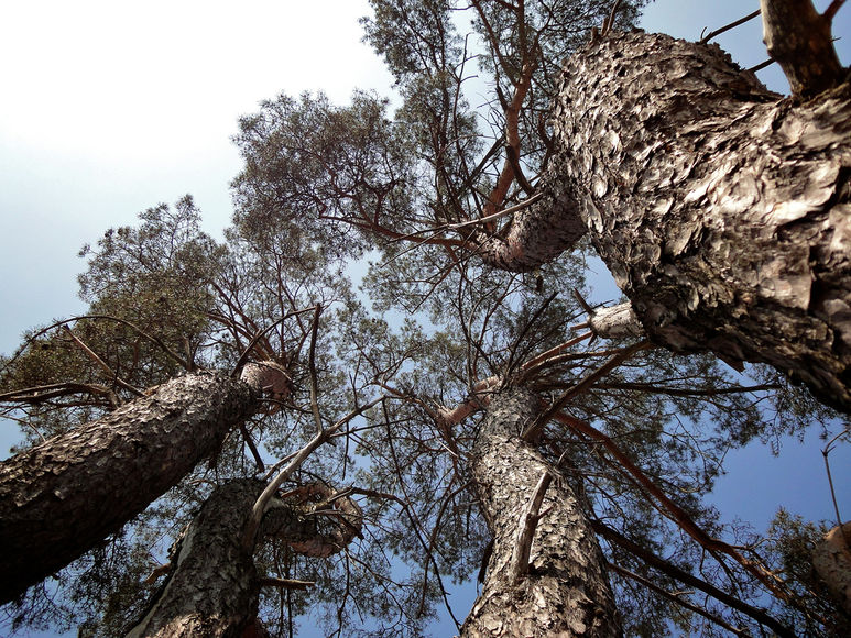 世界上最大的松树图片