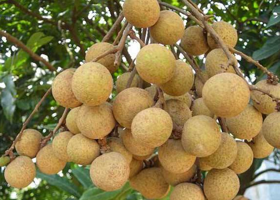 厦门哪里有特产批发市场 - 2020年最新商品信息聚合专区 - 百度爱采购