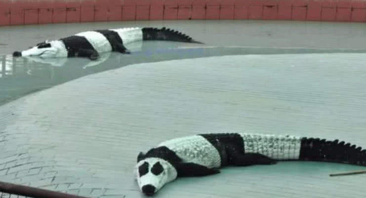 那些租不到大熊猫的国家,一般是这样做的,鳄鱼:我不要面子吗?