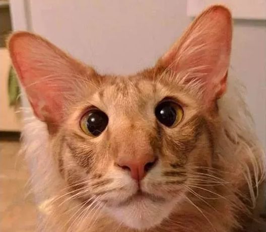 有一只长得像人的猫,丑得很魔性!