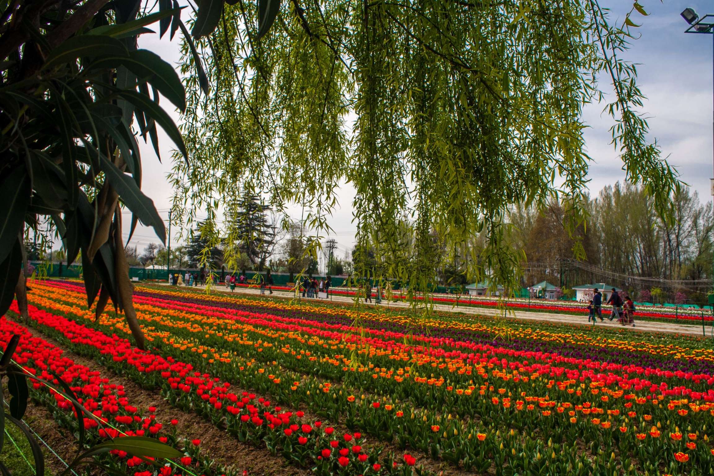 惊人的花海,看到这里都觉得别人的春天都比自己的好,太美了!