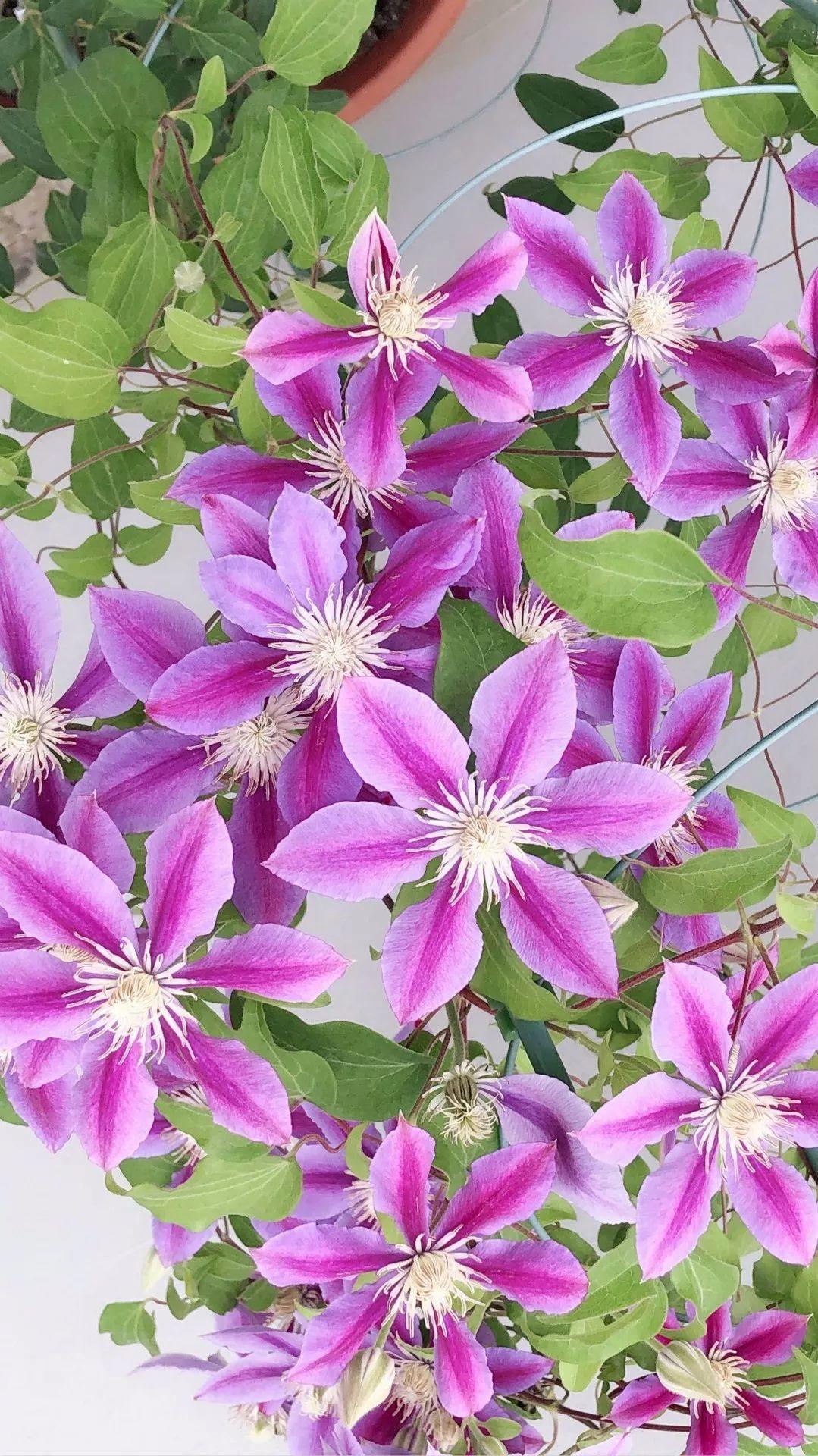 这88种花的美图,送你当壁纸,一天一张不嫌烦!