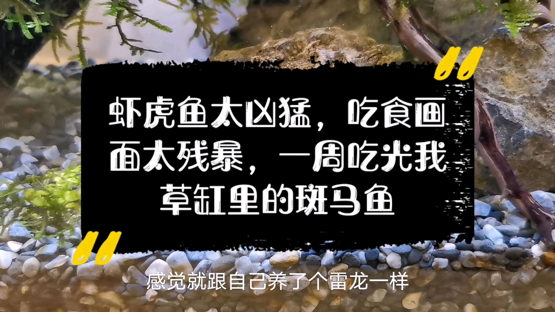虾虎鱼太凶猛,吃食画面太残暴,一周吃光我草缸里的斑马鱼