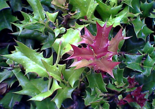 大山里这名叫"猫儿刺"的植物,果子泡酒有着强筋健骨的功效