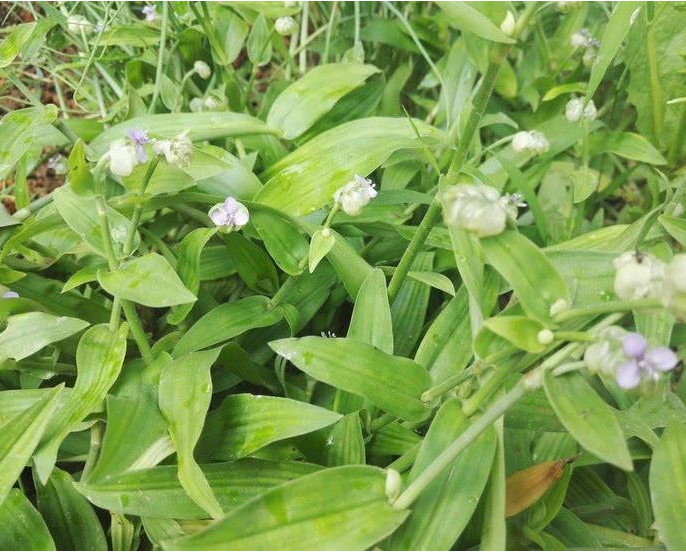 在农村被村民称作"癌草",有这些作用!你发现了吗?