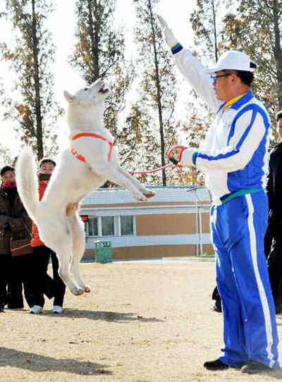 朝鲜丰山犬图片