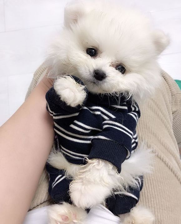 博美总是围着主人,不和它玩儿,它就趴地上跟你耍!