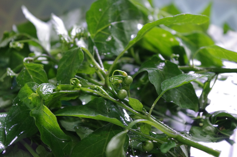 农村一种黑色野果,老人说有毒不能吃,殊不知价值好高10元一斤