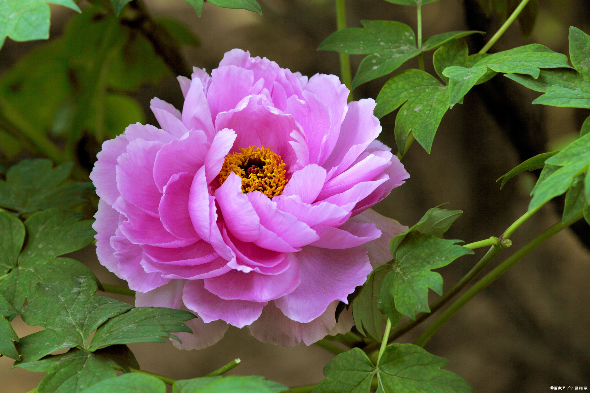 牡丹 芍药 江苏种植 - 2020年最新商品信息聚合专区 - 百度爱采购