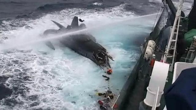 致敬,战斗在护鲸前线的海洋守护者协会