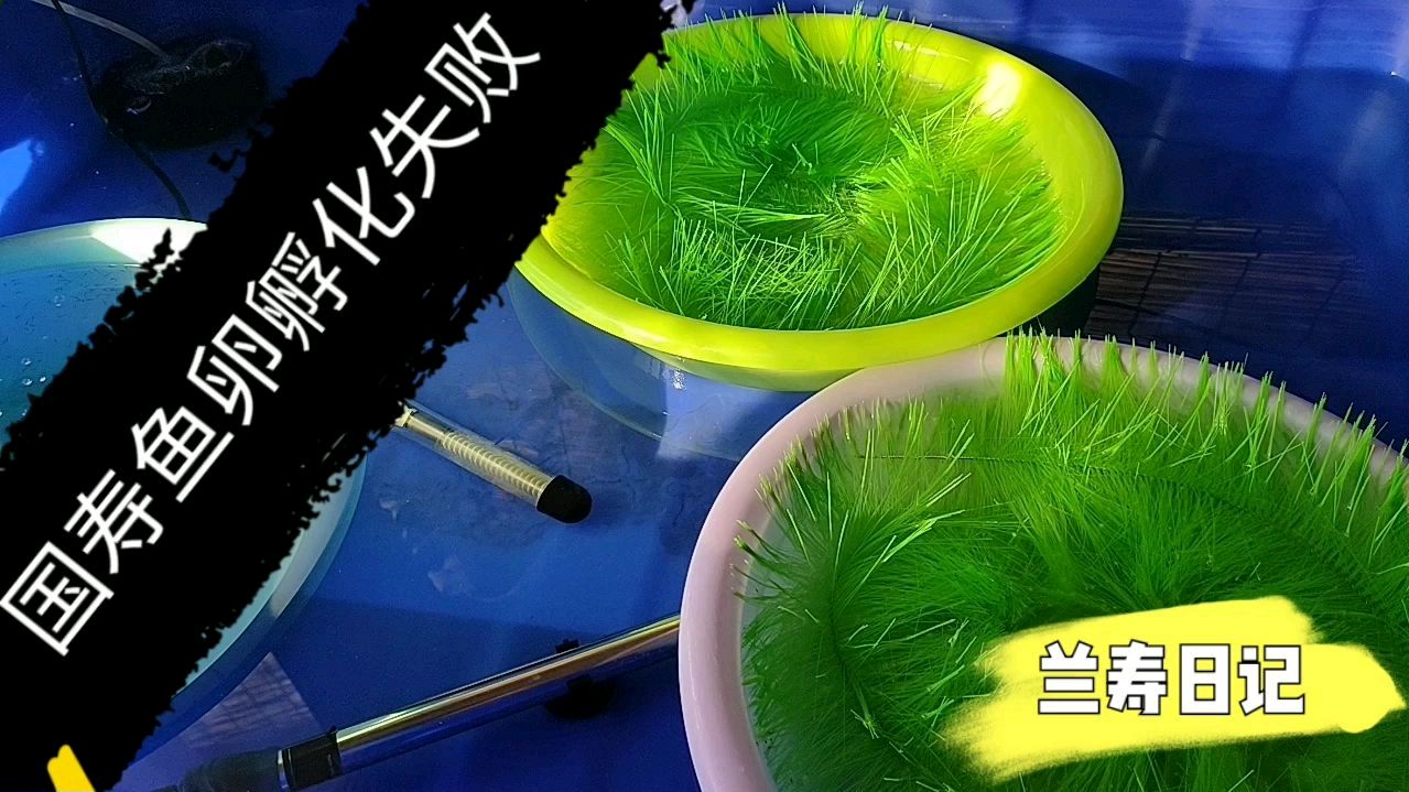 国寿鱼卵孵化失败了 找找原因 总结经验