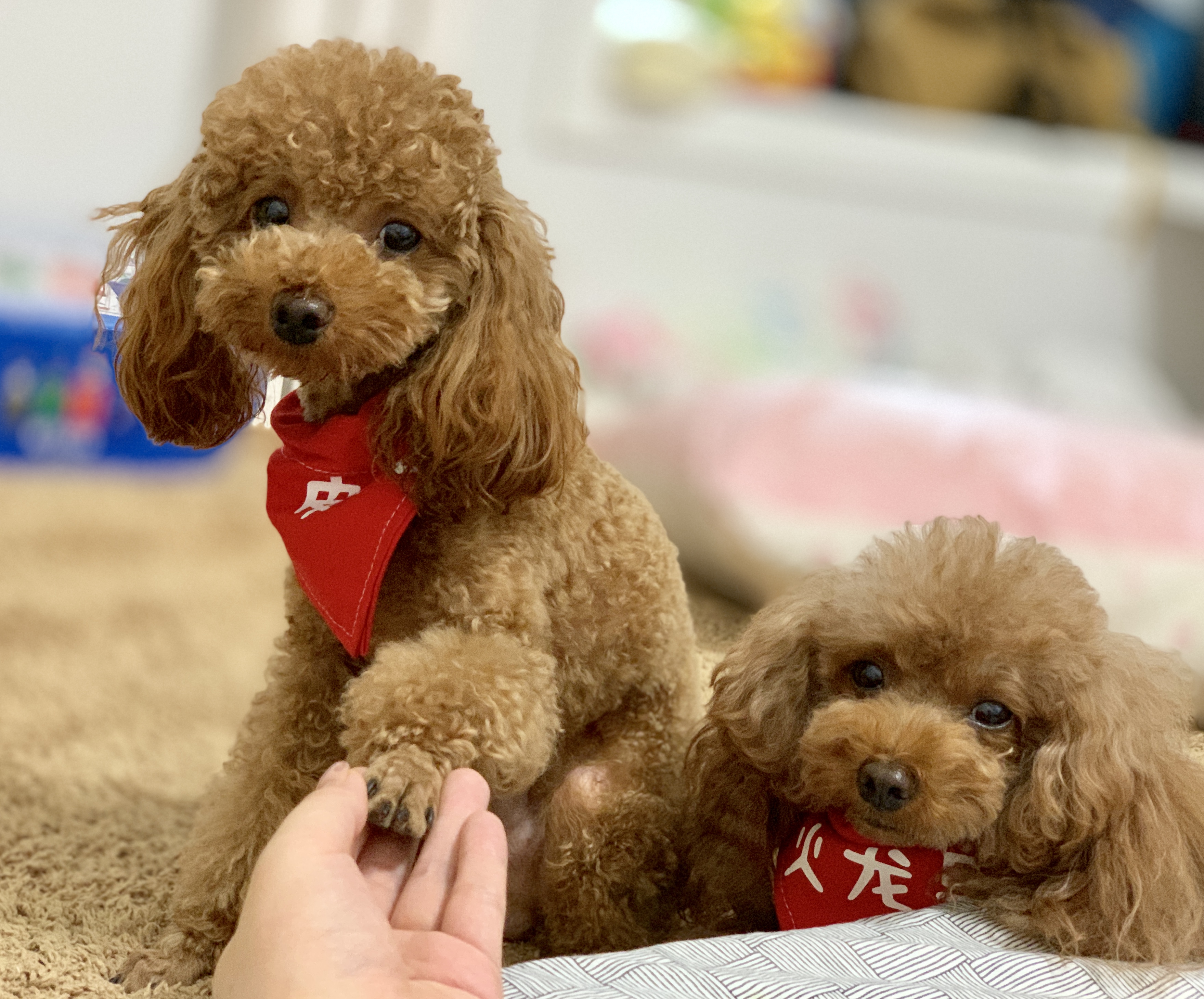 两只泰迪看铲屎官生病卧床,一动不动地趴在床边守侯,很暖很有爱