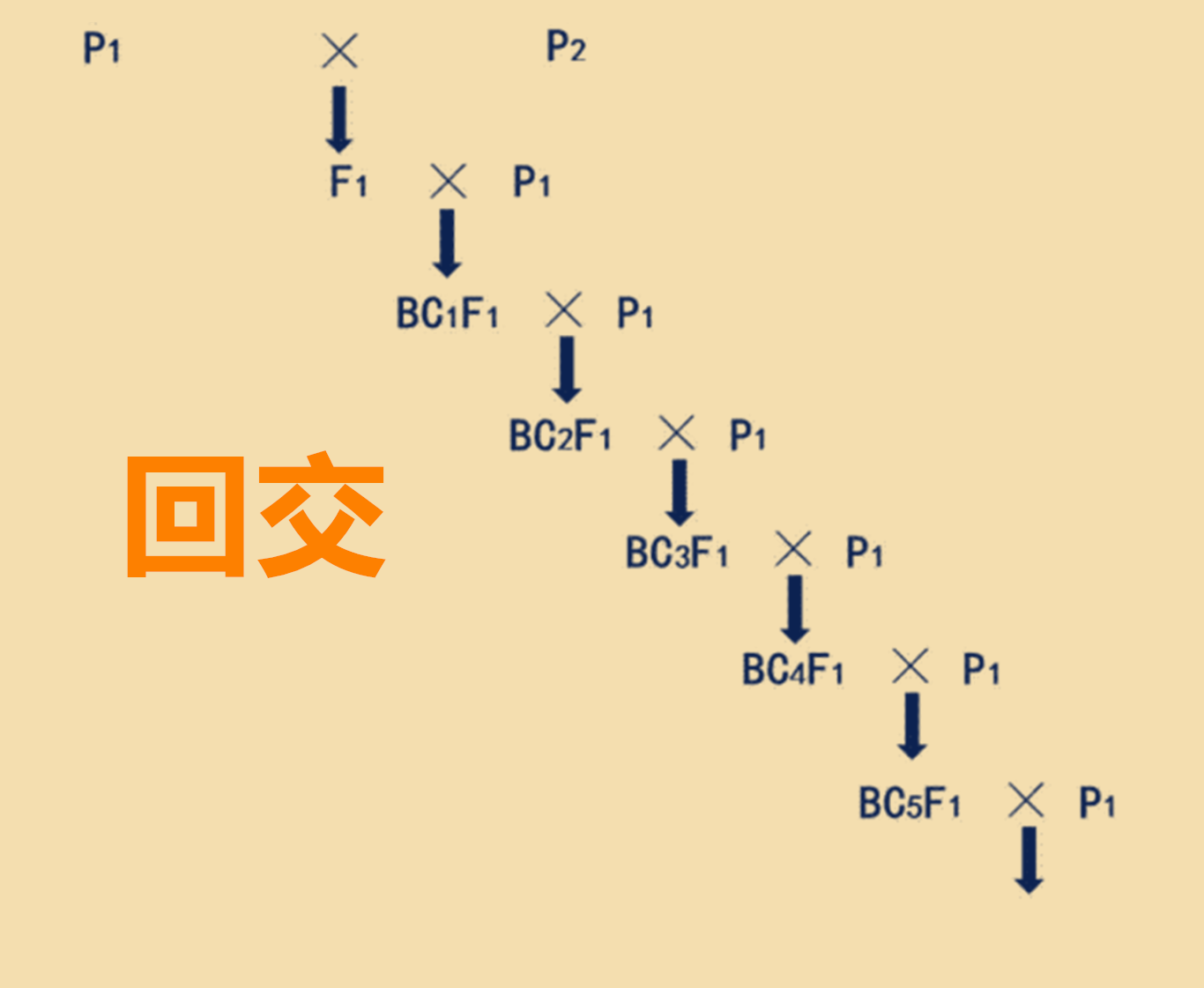 回交是什么意思