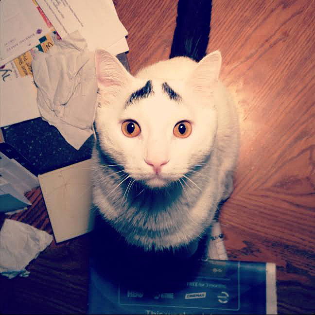 倒八字眉的男人好不好 倒八字眉的男人命运