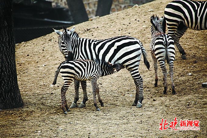 埃及开罗动物园被指将驴画成"斑马" "愚弄"游客