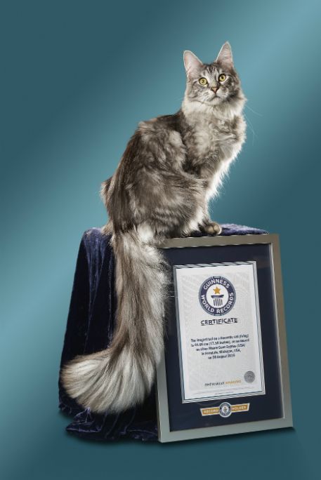 世界冠军猫simba图片