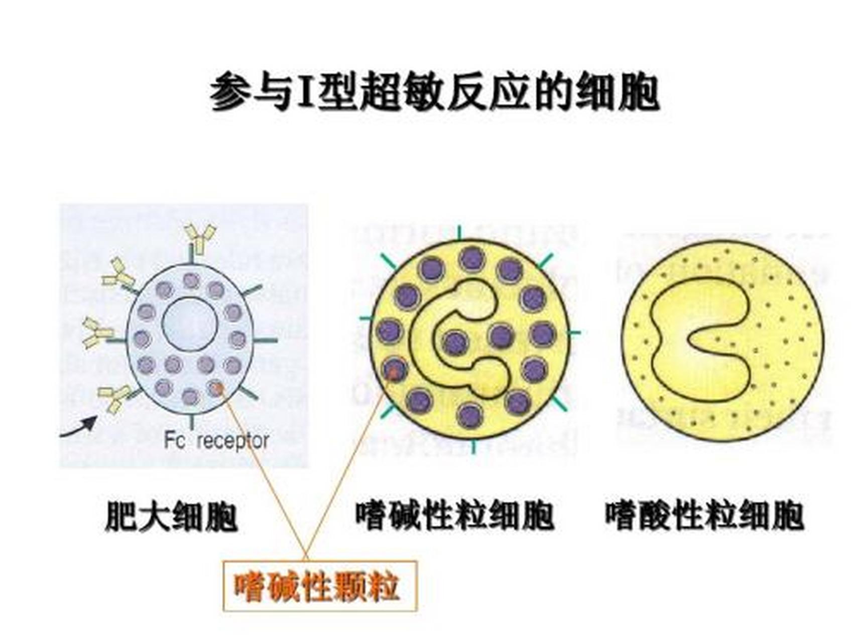 科普知识竞赛#【科普小知识】i型超敏反应是指机体受到某些抗原刺激