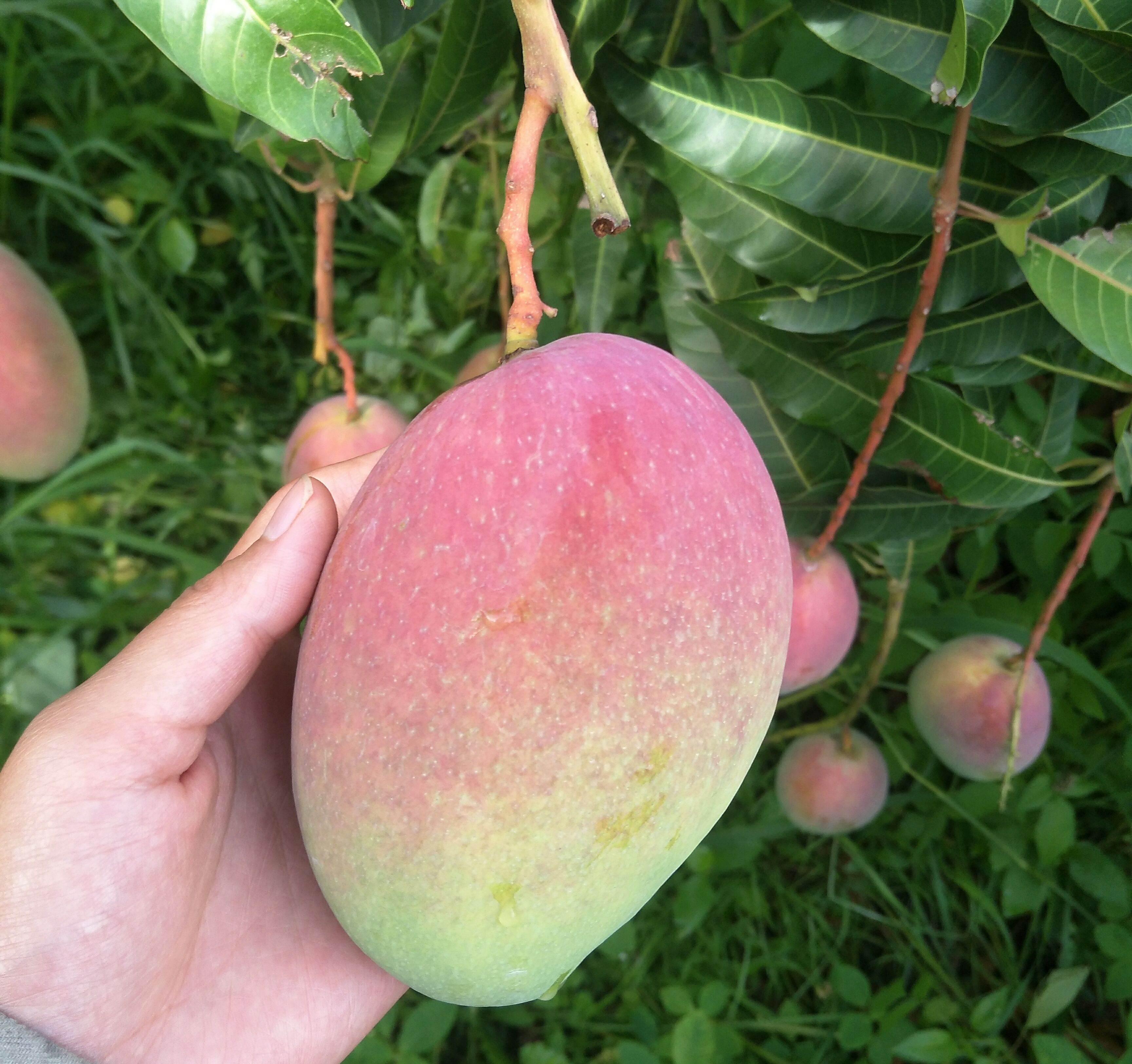 来看看攀枝花芒果图片,饱饱眼福